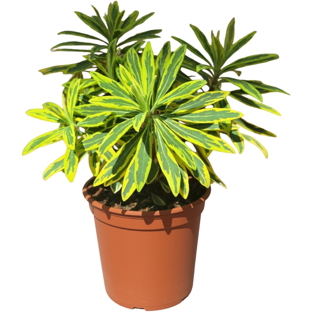 Laptele-cucului (Euphorbia), D 14 cm, H 50 cm