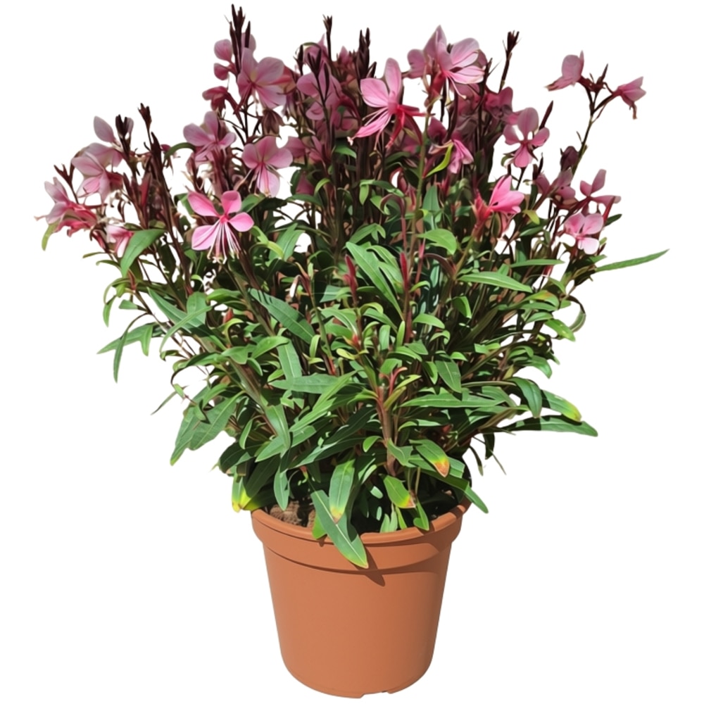 Floarea-fluture (Gaura), D 14 cm, H 50 cm