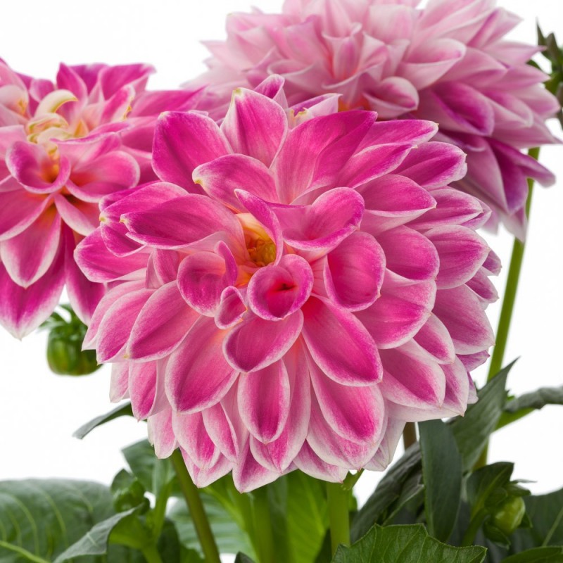 Dalia Dalietta, in ghiveci, 10.5 cm