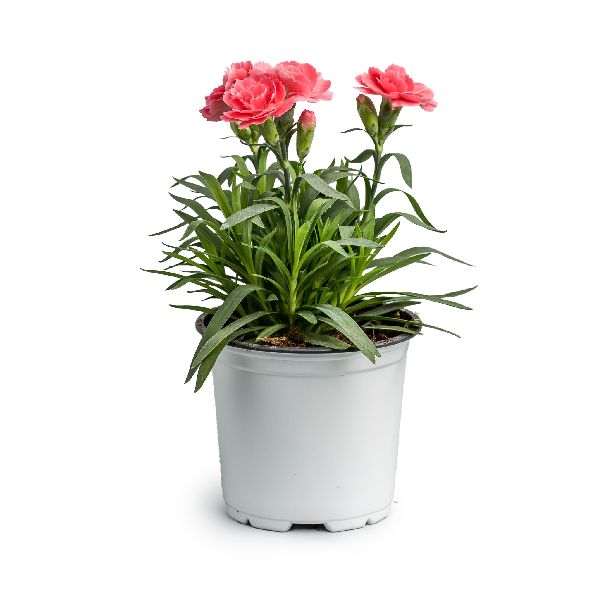 Dianthus Caryophyllus, 9 cm