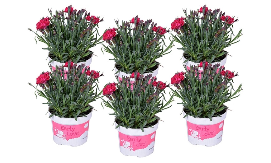 Dianthus early love