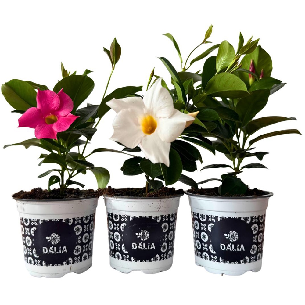 Dipladenia, D11 cm, H15 cm