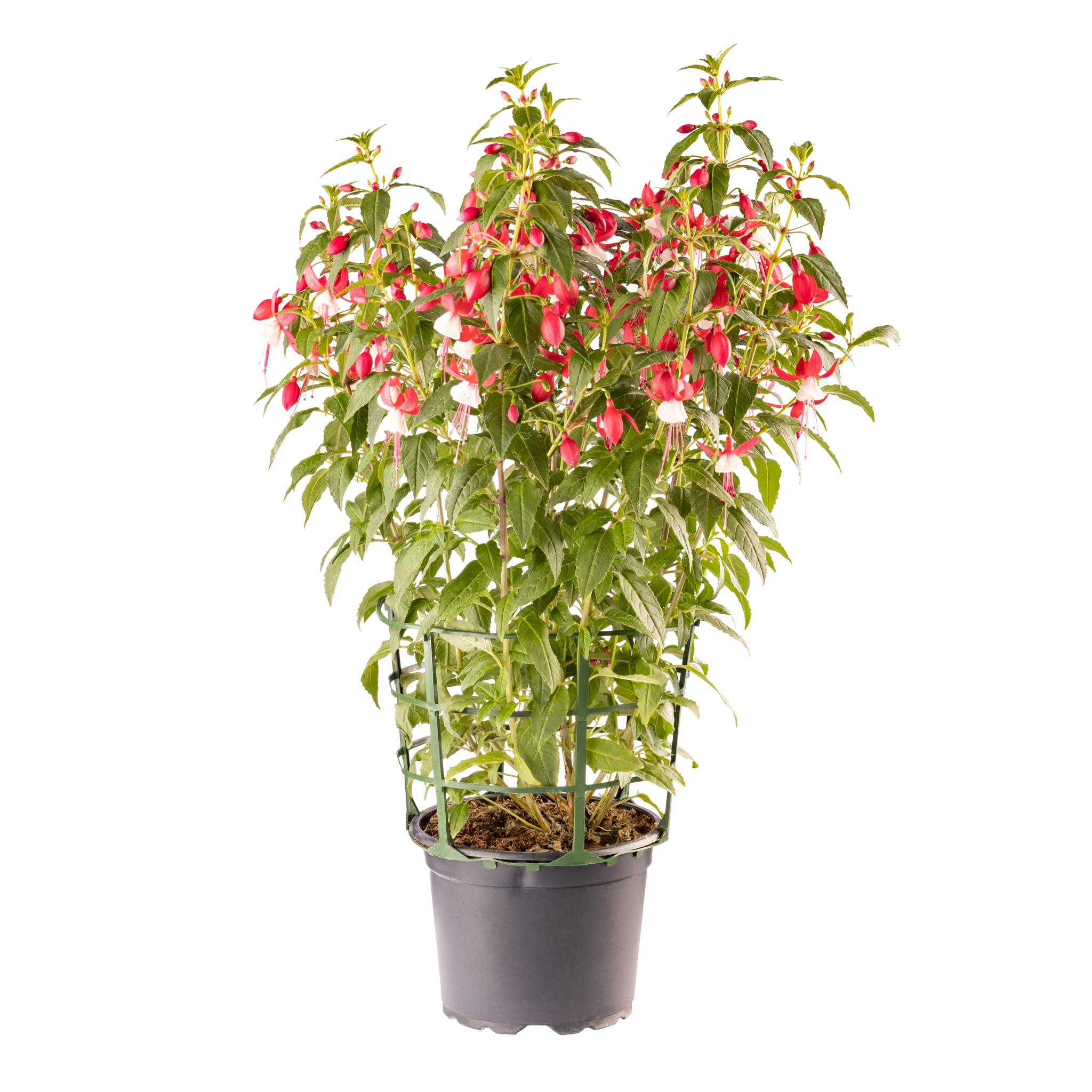 Fuchsia dreapta, 17 cm