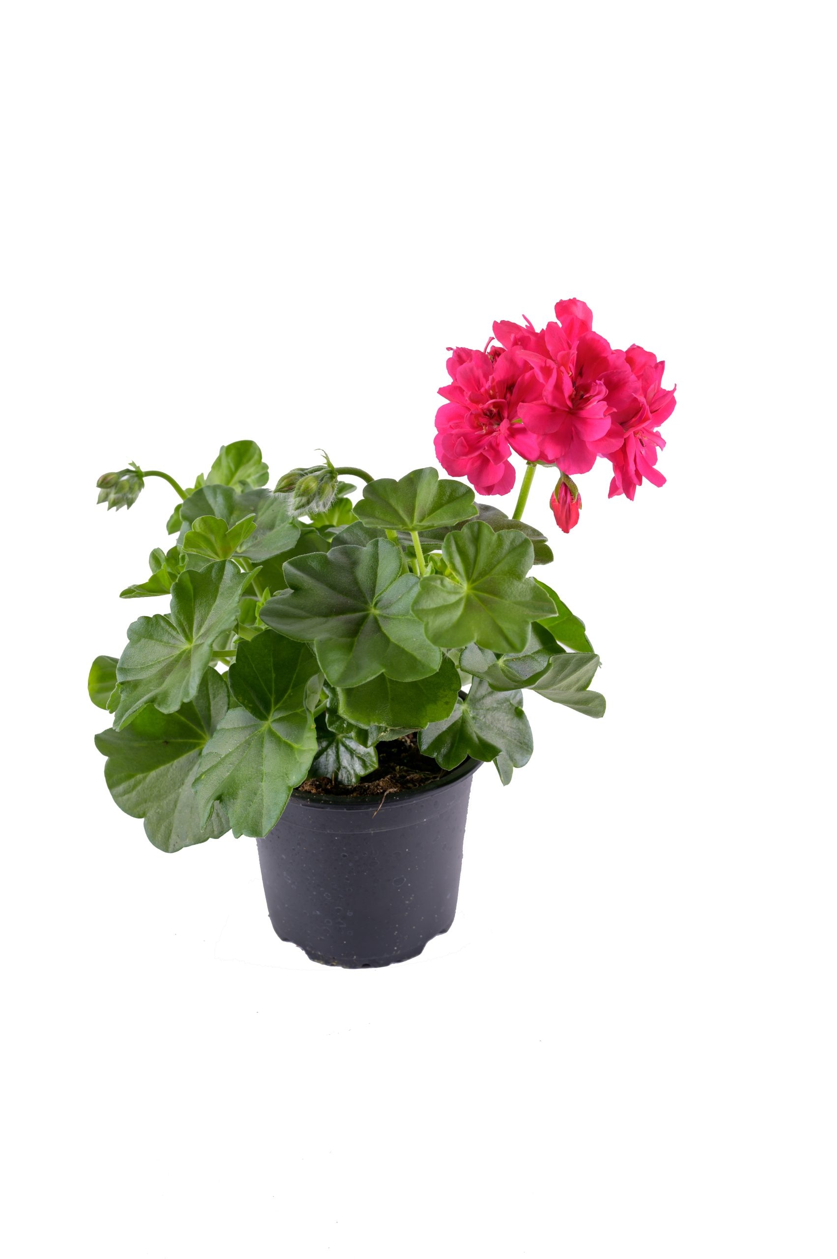 Pelargonium Peltatum, diametru 9 cm