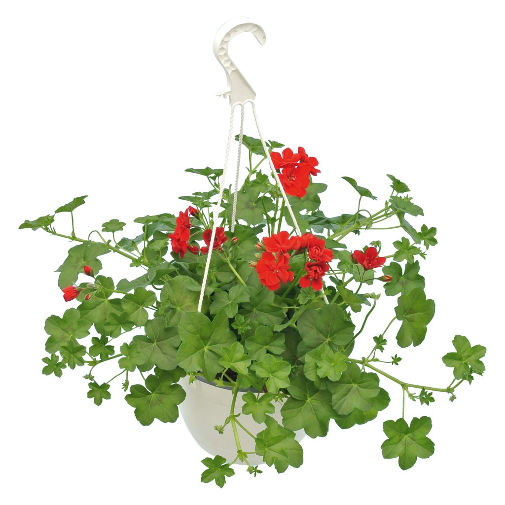 Muscate, in ghiveci, 19 cm