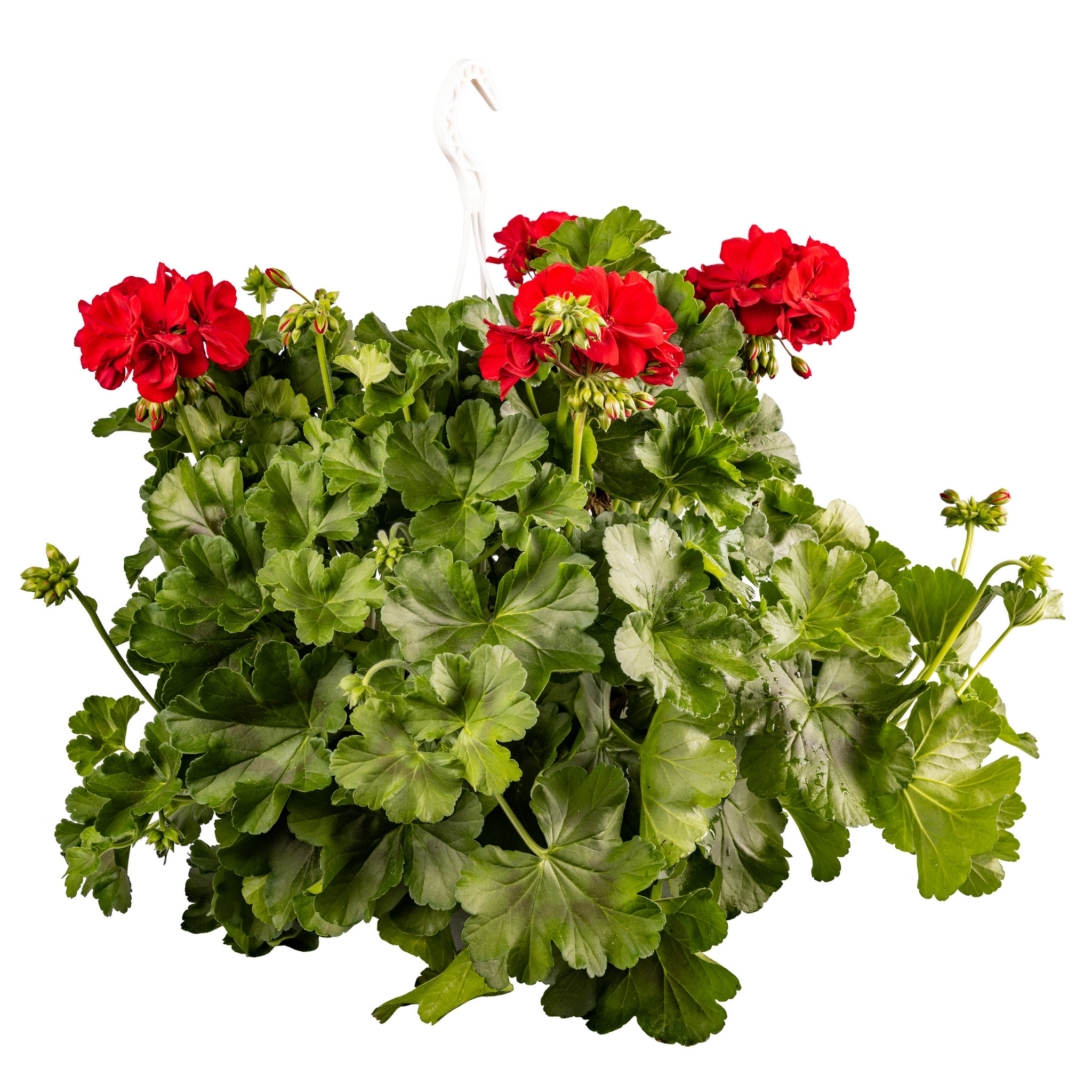 Muscata, in ghiveci, 22 cm