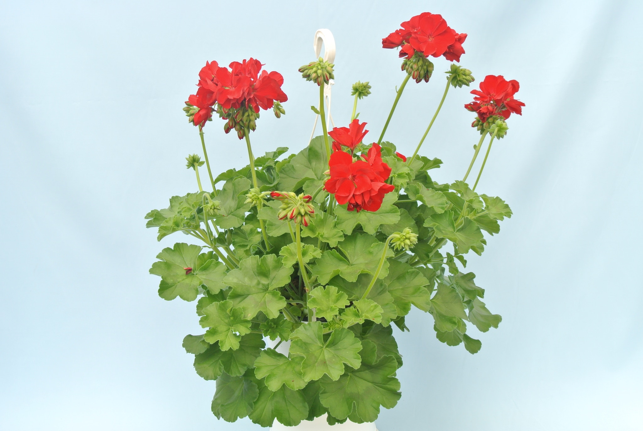 Muscata, in ghiveci, 22 cm