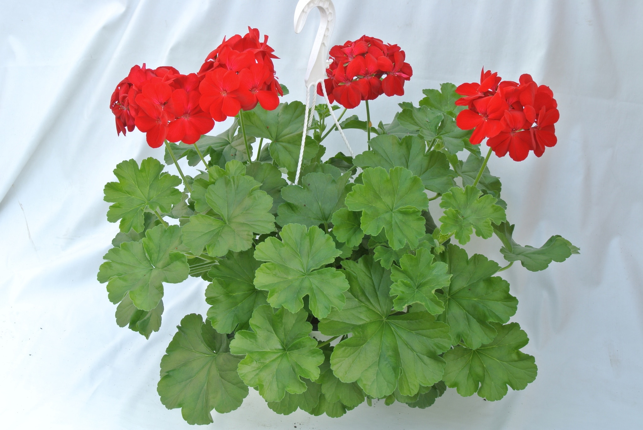 Muscata, in ghiveci, 22 cm