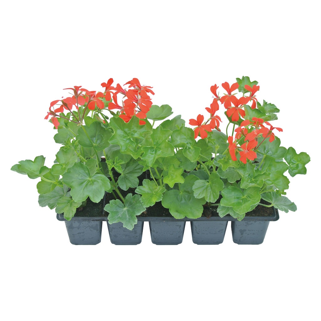 Muscata curgatoare, Ville de Paris, rasad 10  bucati