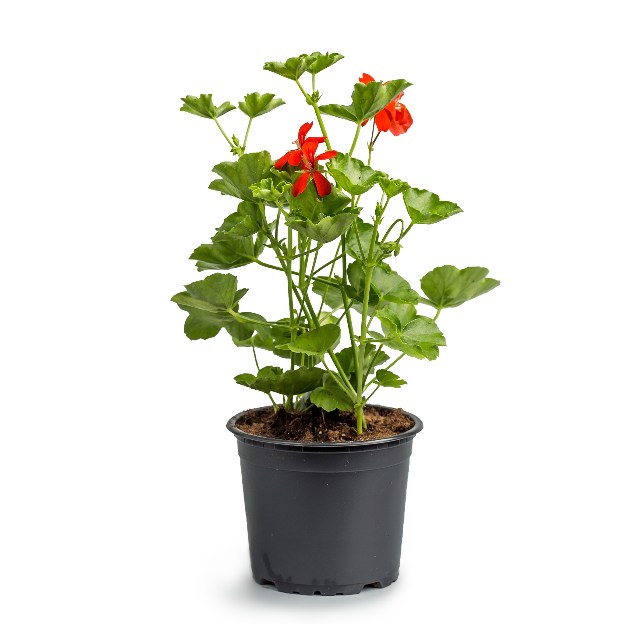 Pelargonium peltatum Ville De Paris