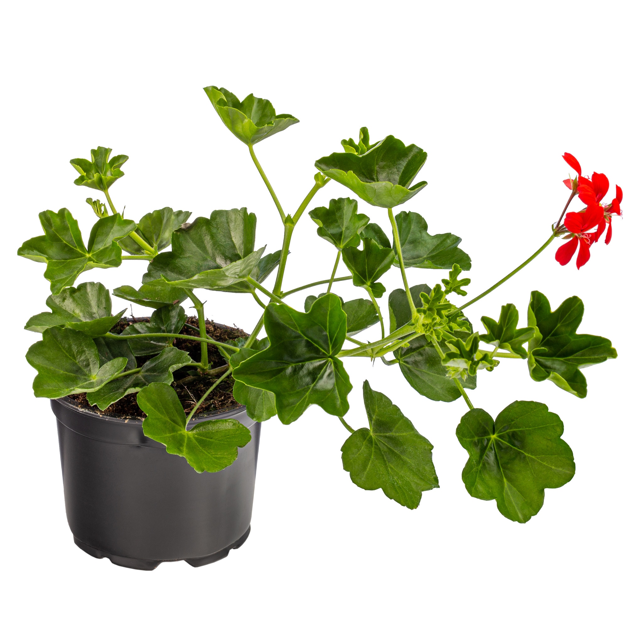 Pelargonium peltatum Ville De Paris