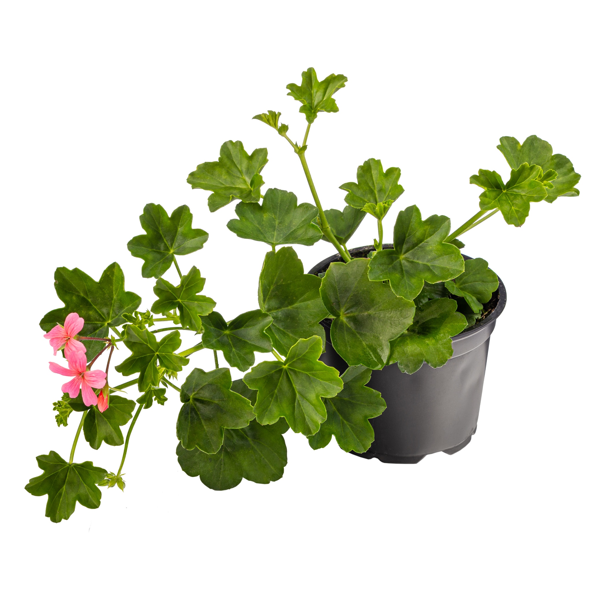 Pelargonium peltatum Ville De Paris