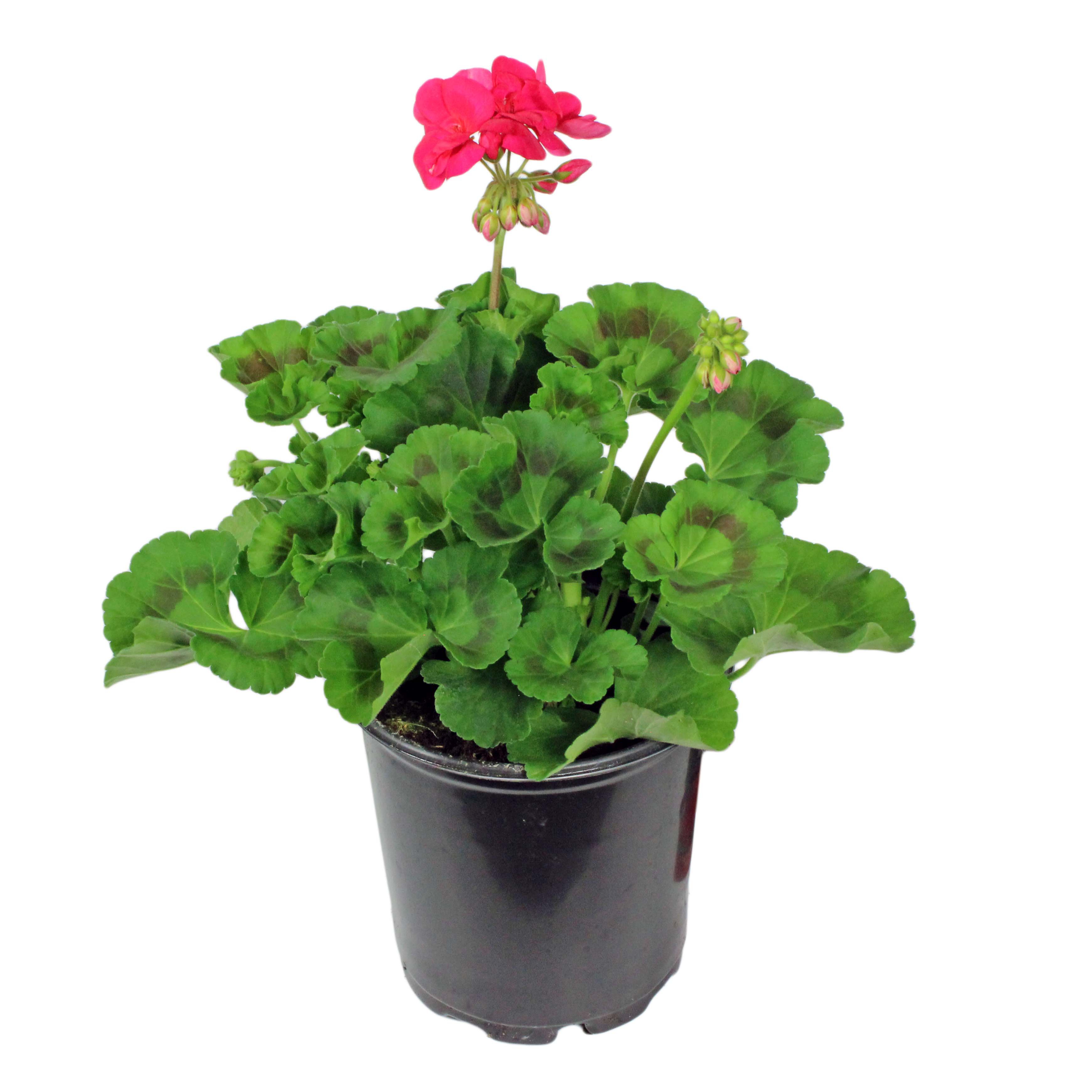 Pelargonium Zonale, 9 cm
