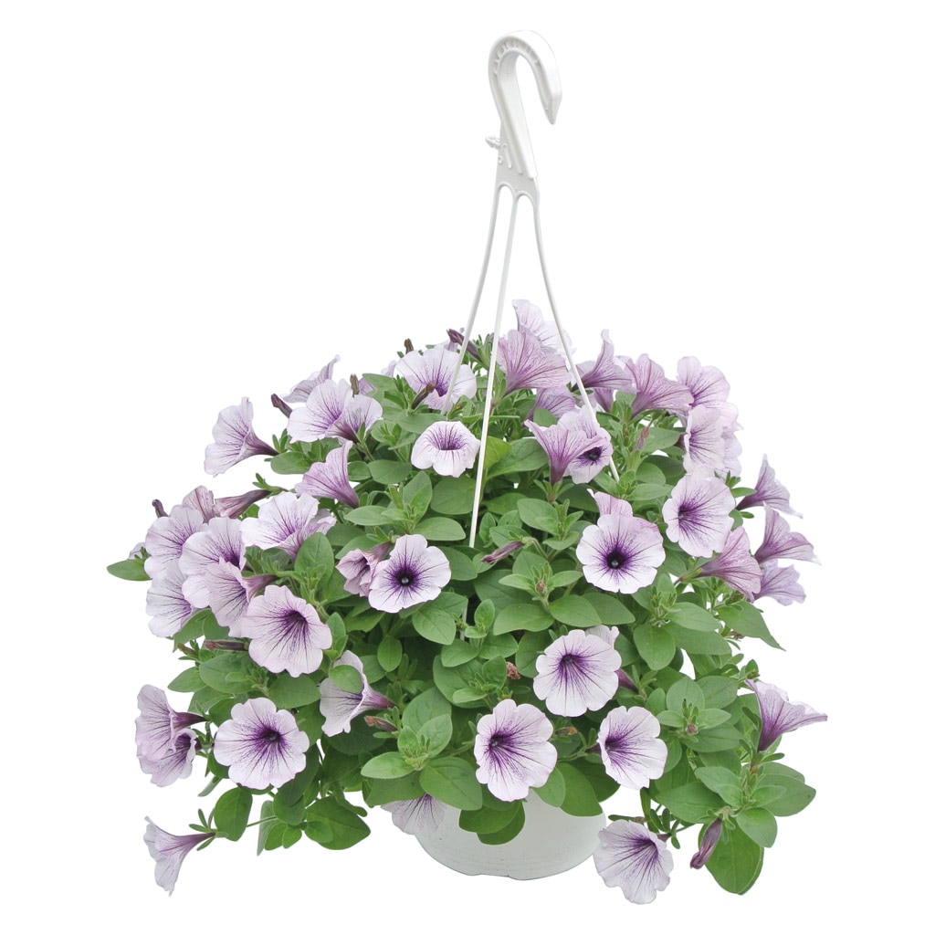 Petunia, in ghiveci, 19 cm