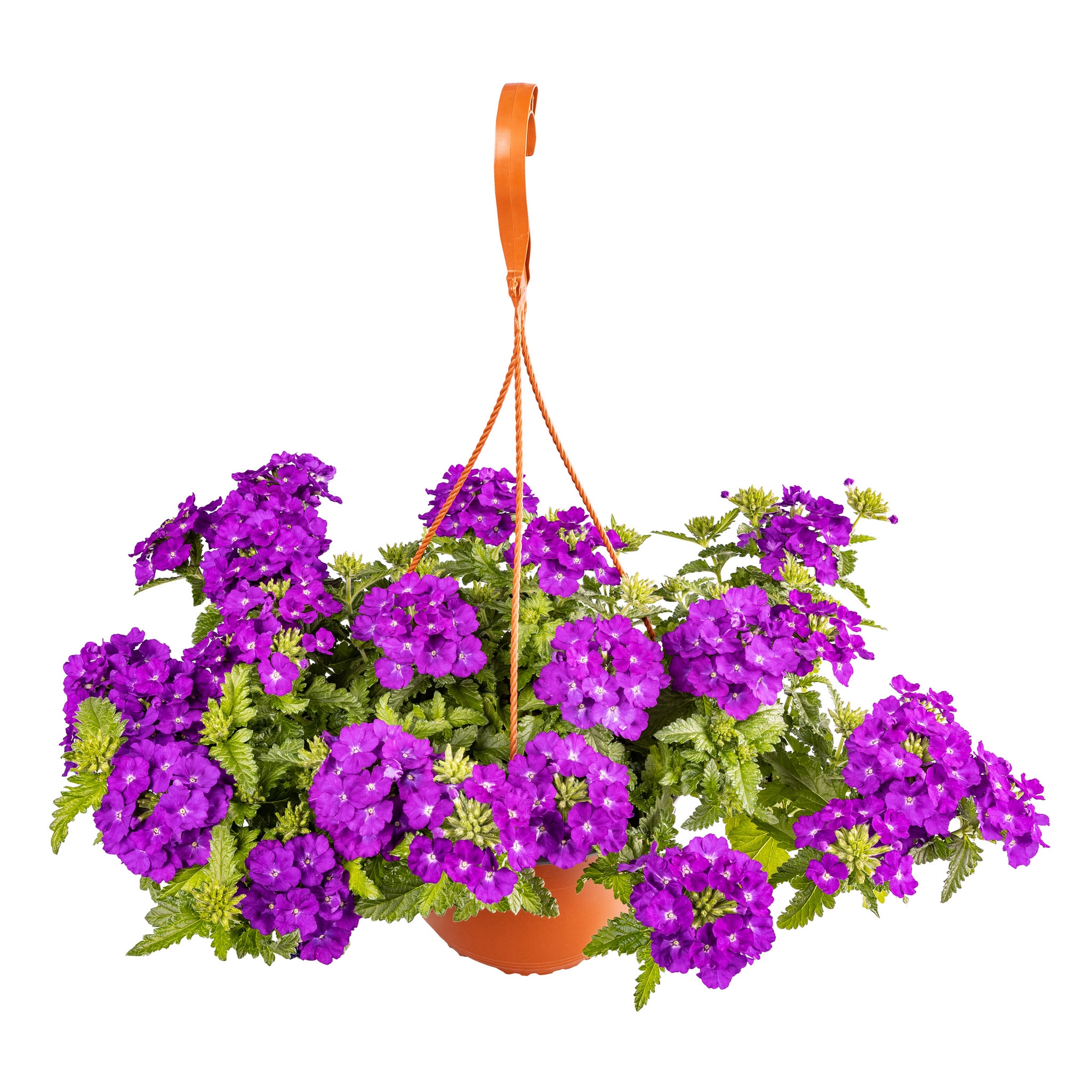 Verbena curgatoare, 19 cm