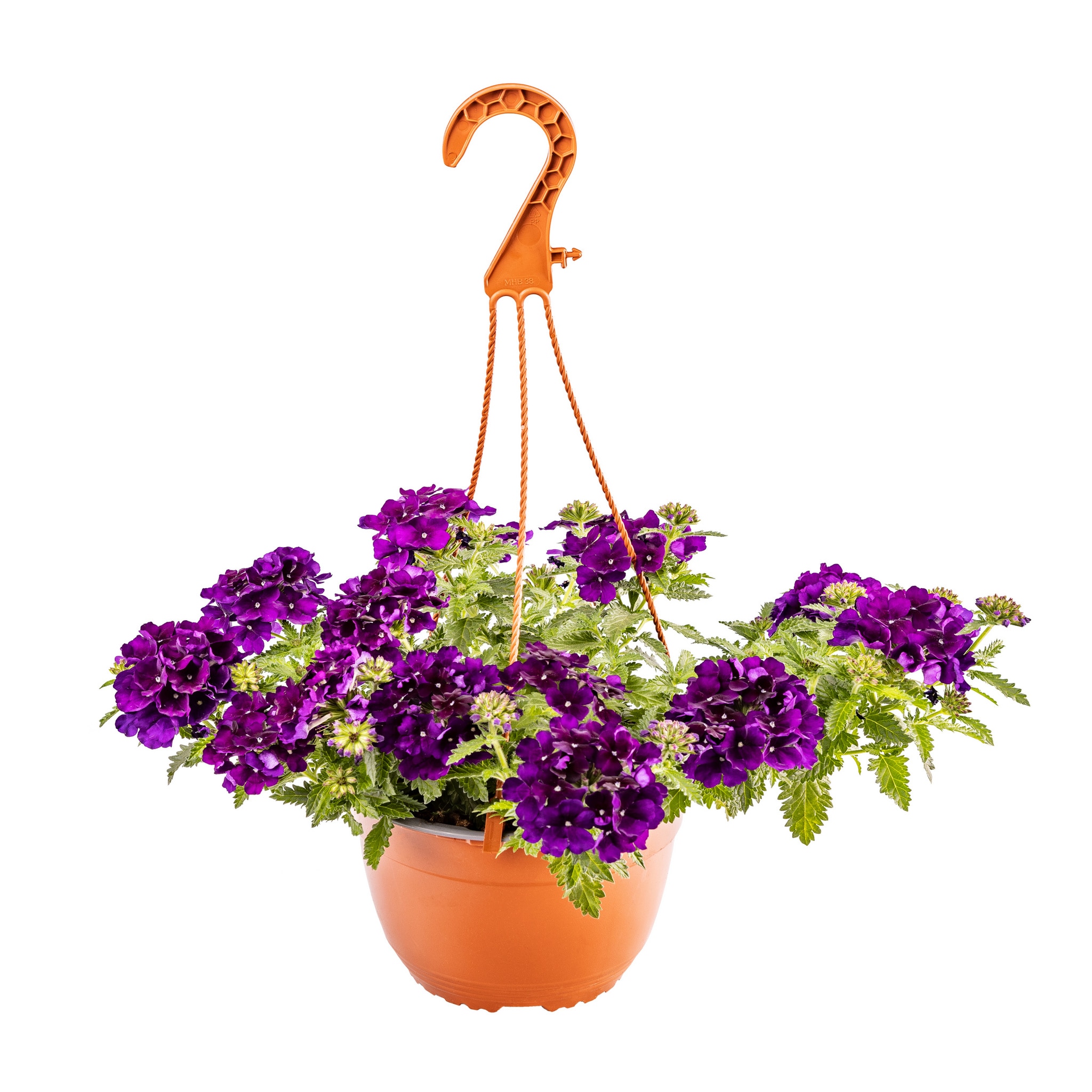 Verbena curgatoare, 19 cm