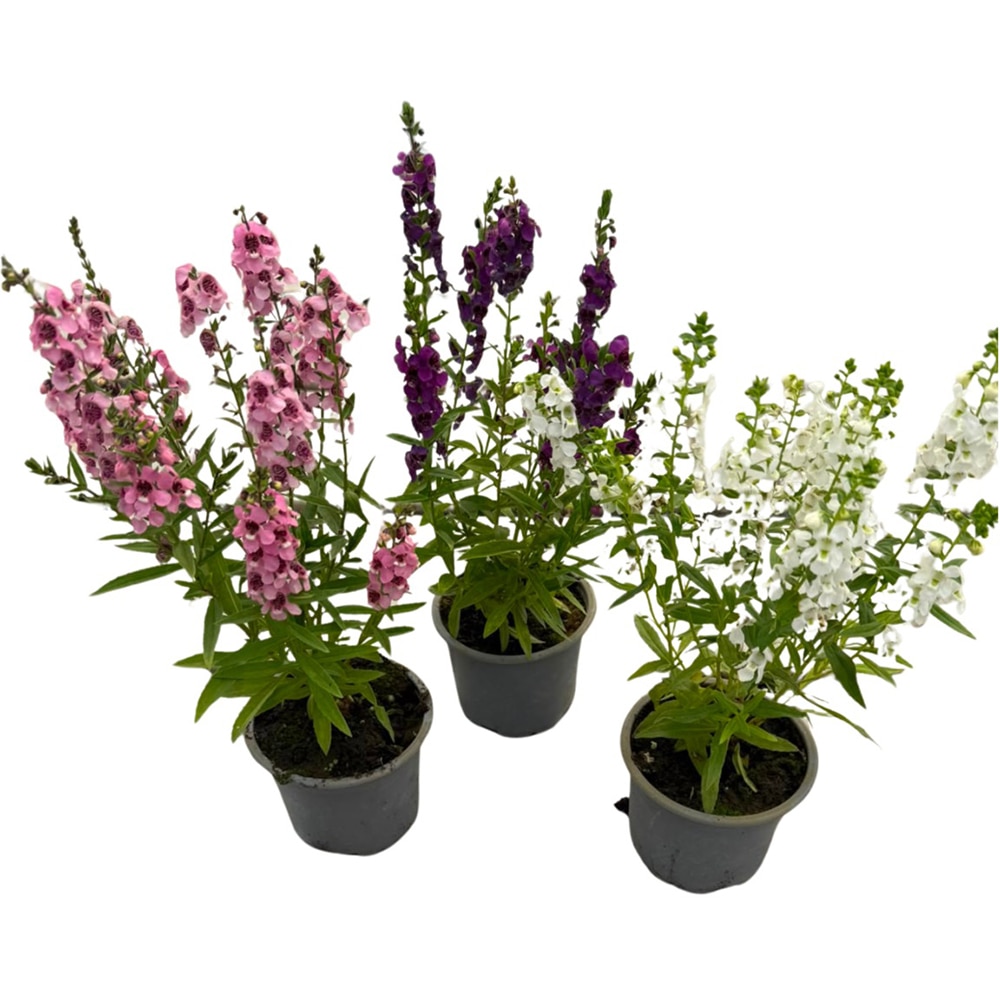 Angelonia Angustifolia, D10.5cm, H50cm