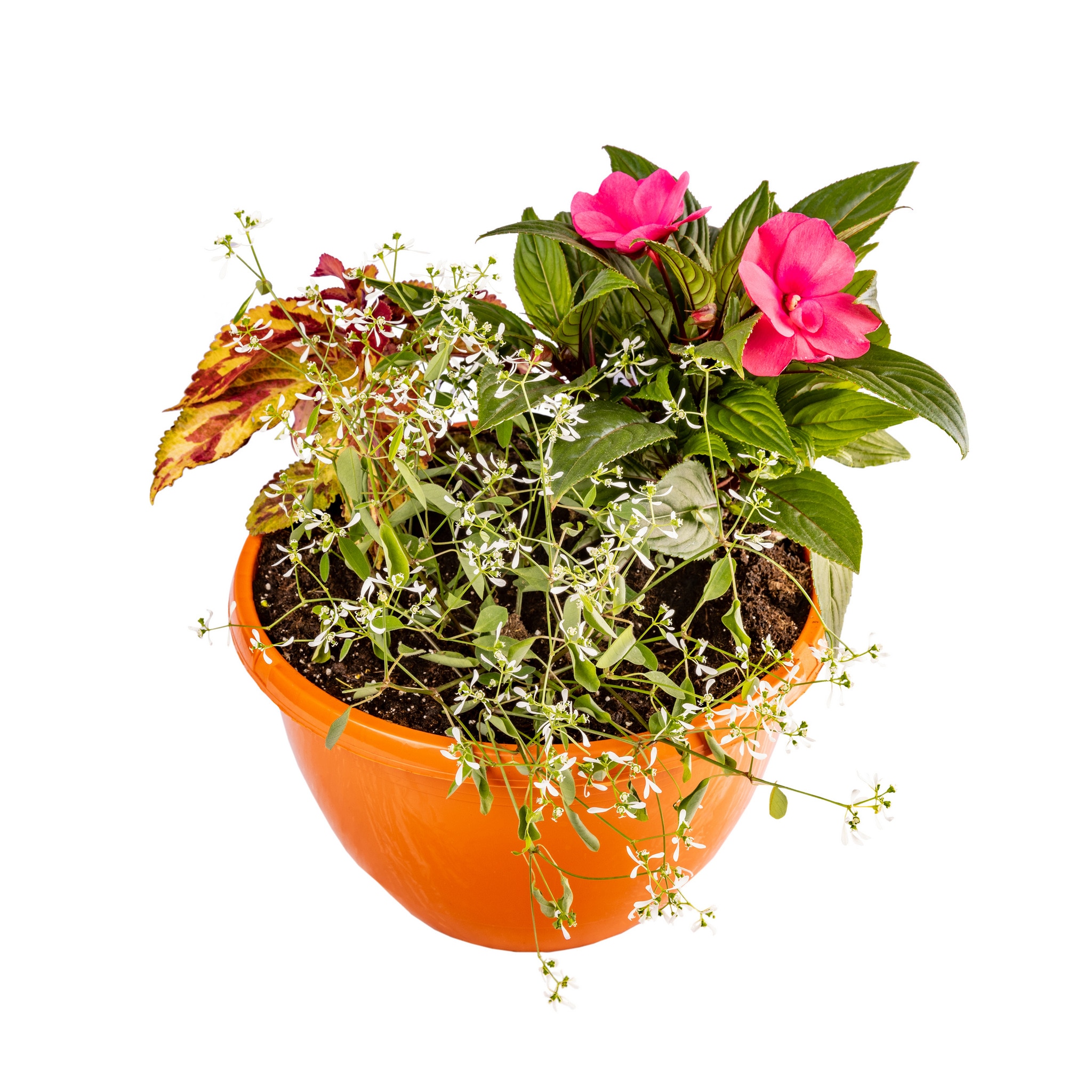 Plante mixte, in ghiveci, 25 cm