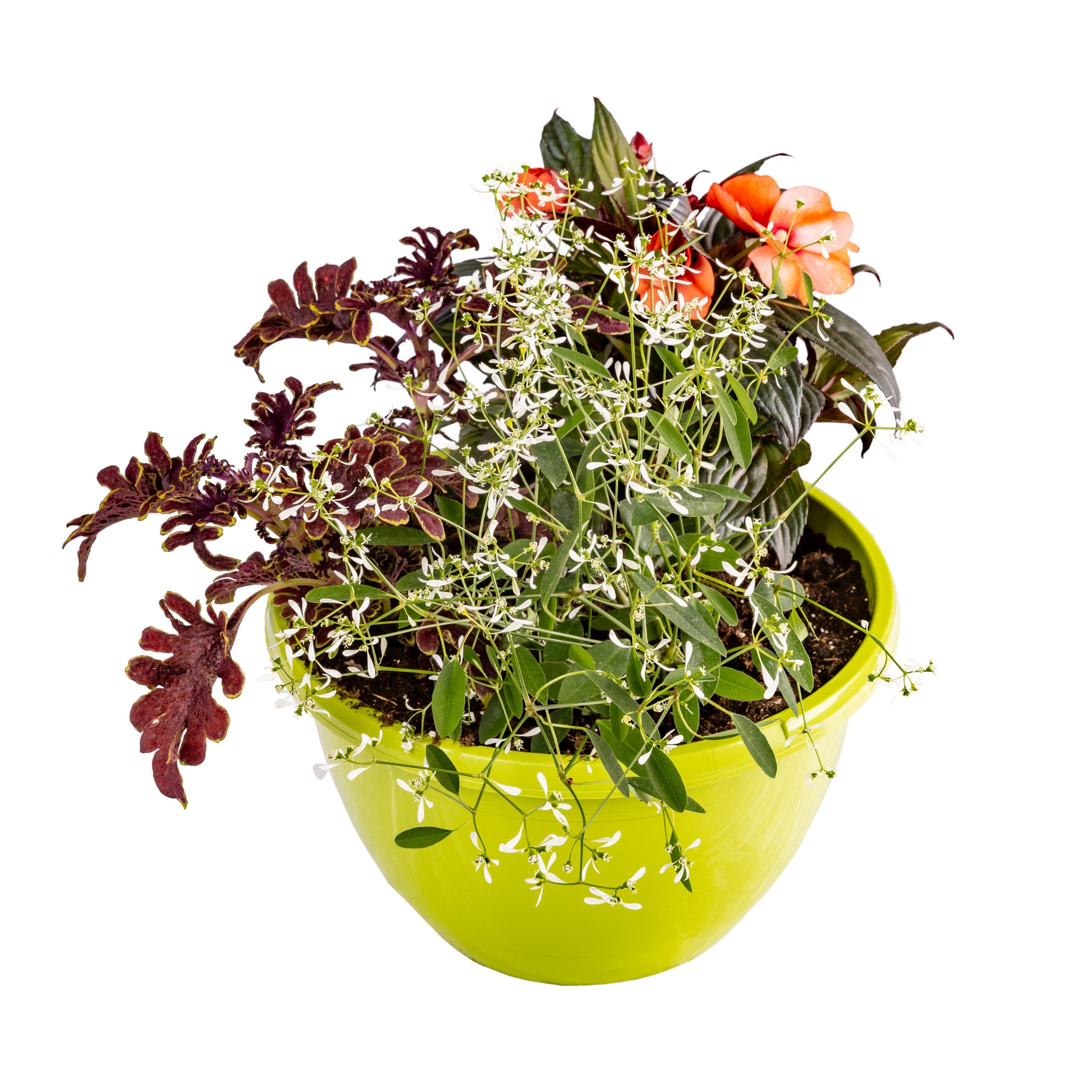 Plante mixte, in ghiveci, 25 cm