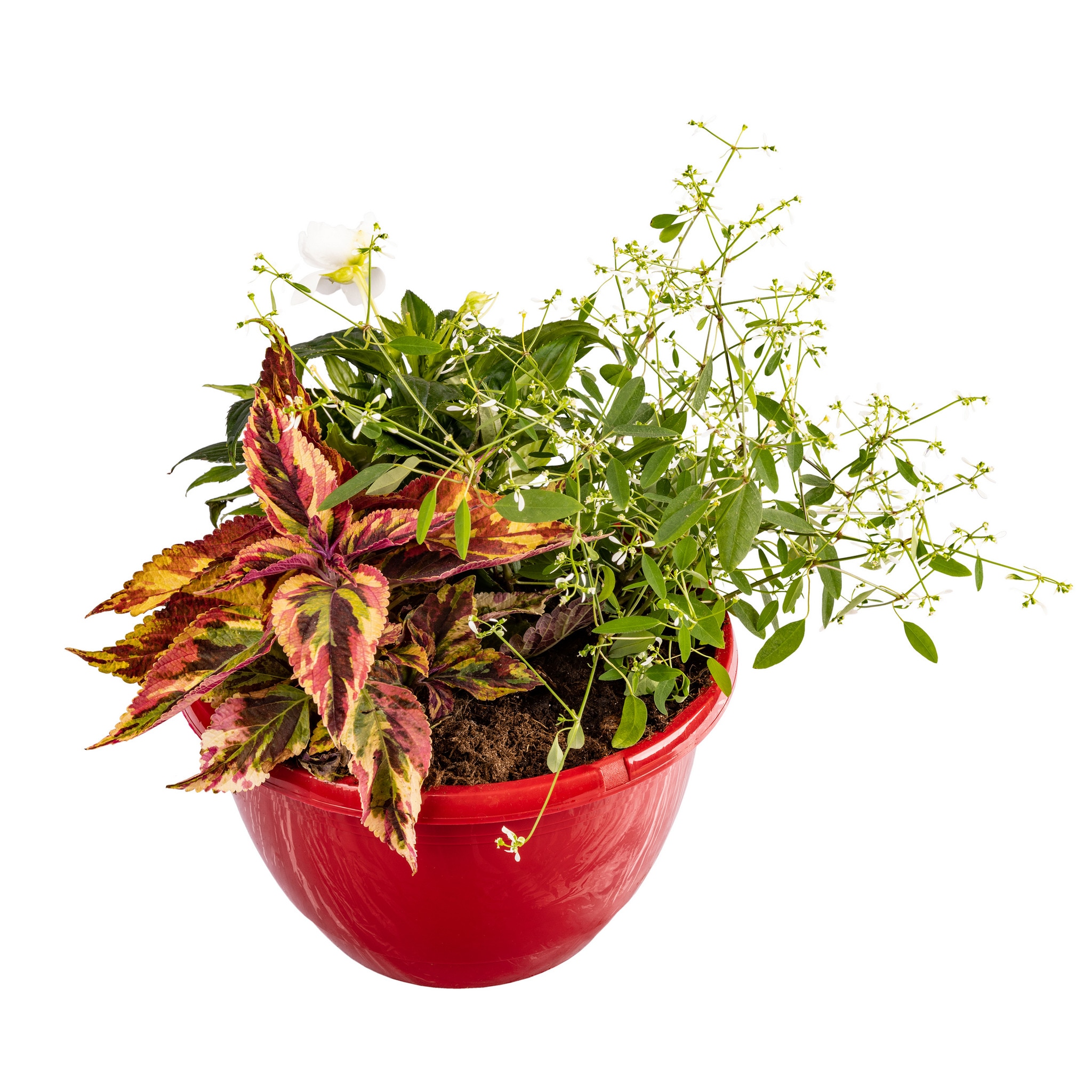 Plante mixte, in ghiveci, 25 cm