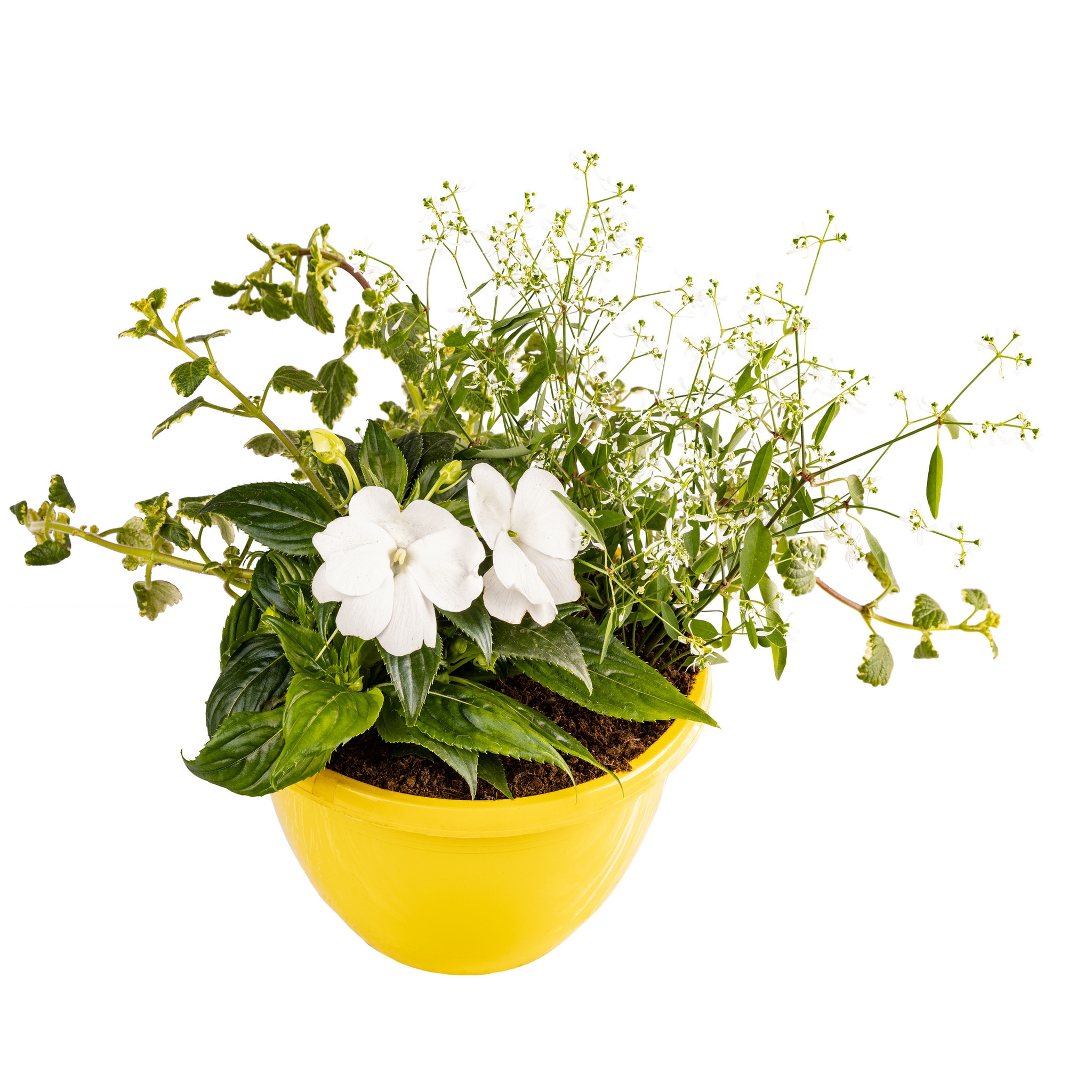 Plante mixte, in ghiveci, 25 cm