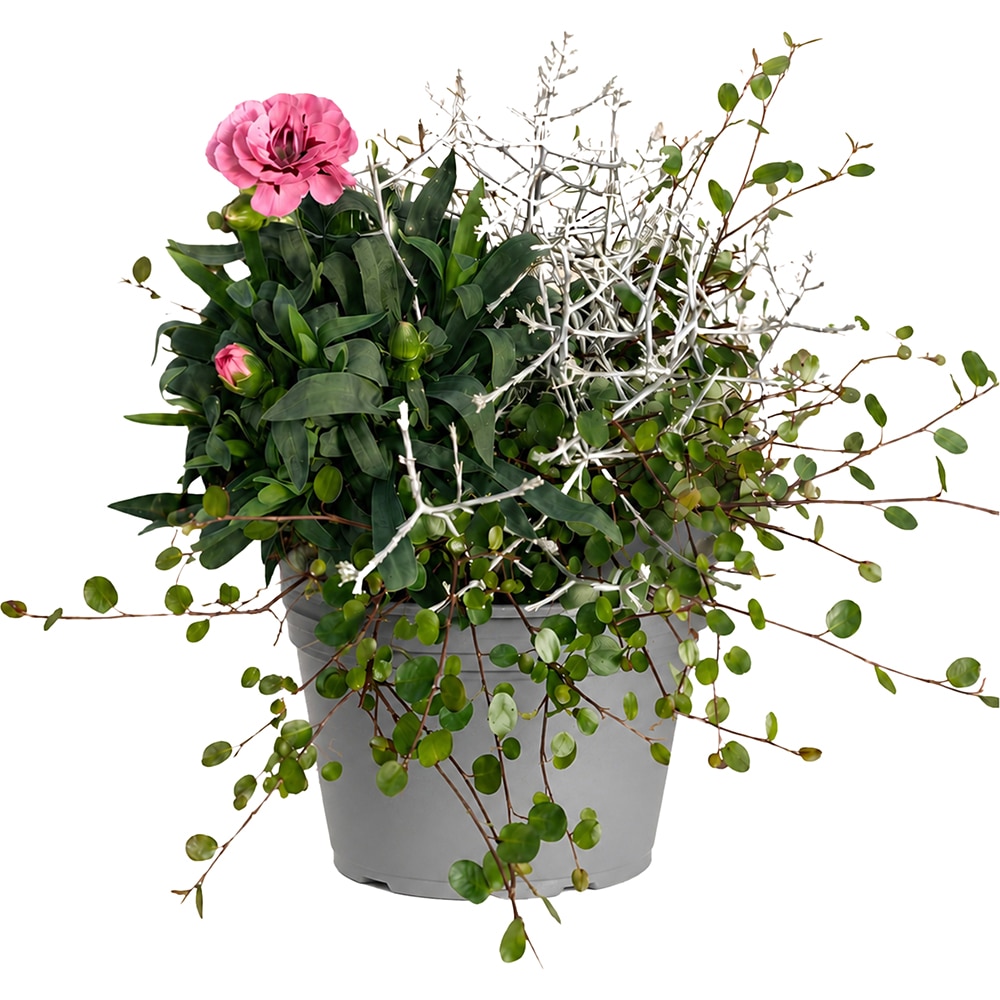 Dianthus Cabecky Trio, D14 cm, H20 cm