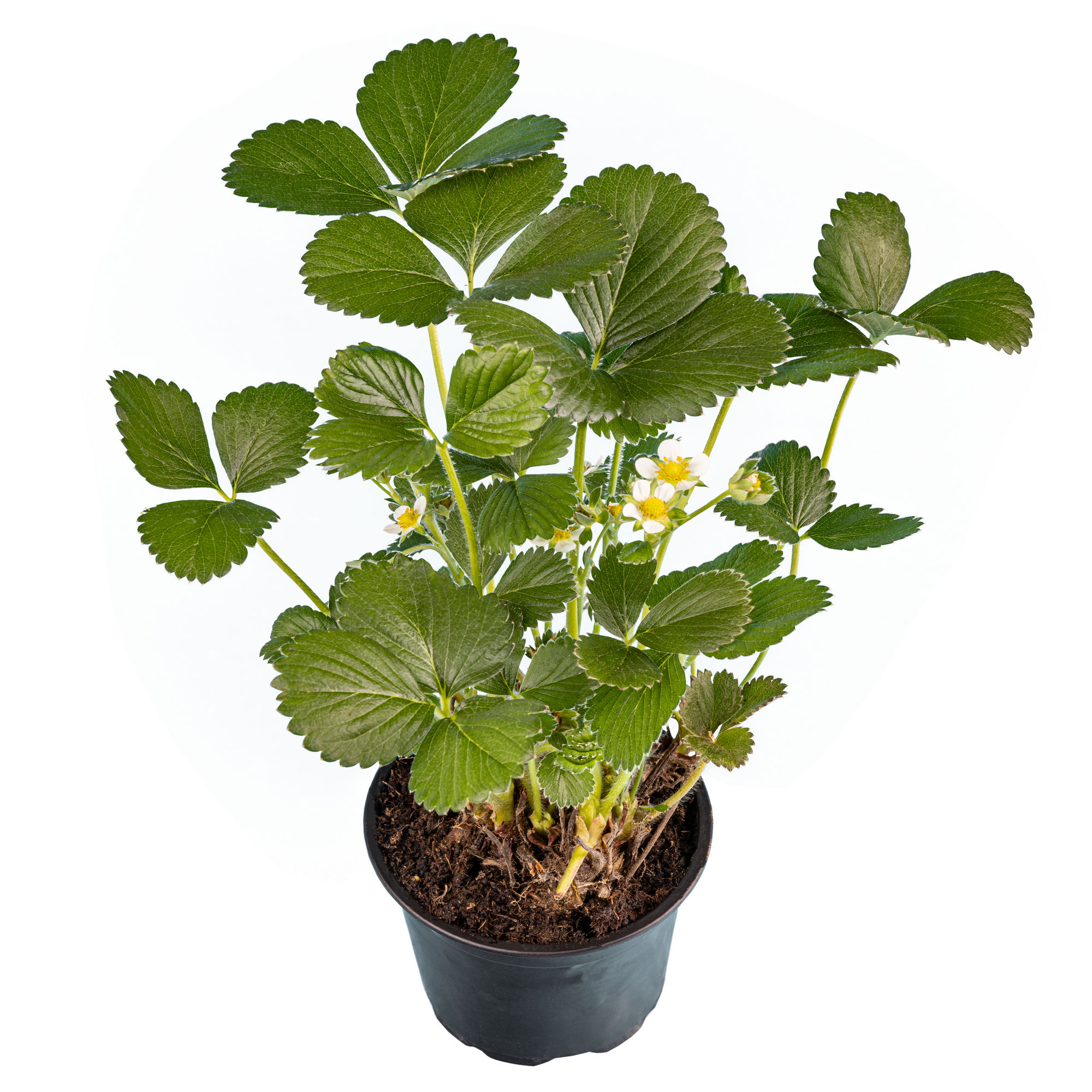 Fragaria Ananasa, 10.5 cm
