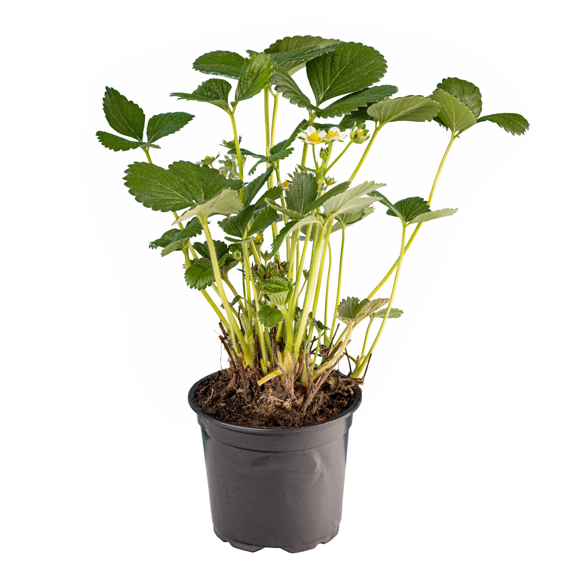 Fragaria Ananasa, 10.5 cm