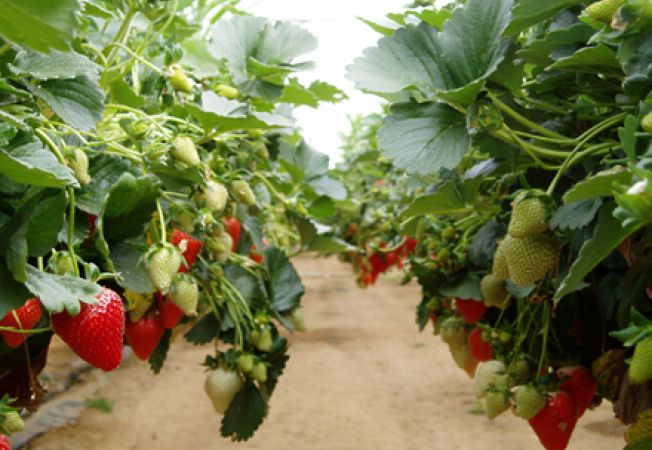 Capsun de gradina, 19 cm