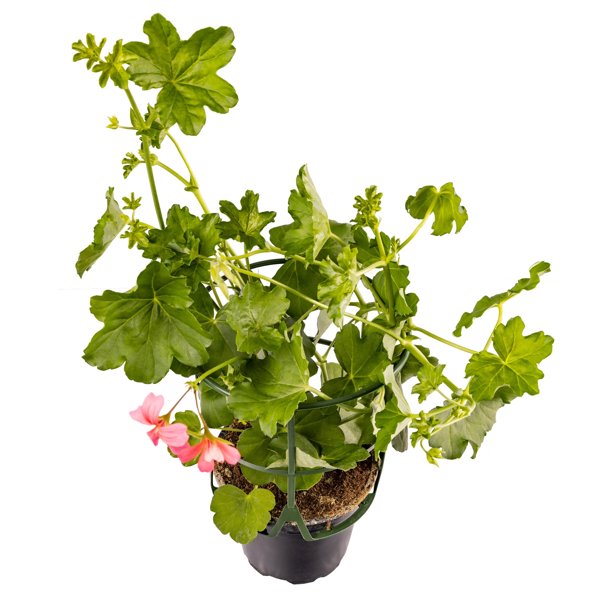 Pelagonium Peltatum Multicolor 12