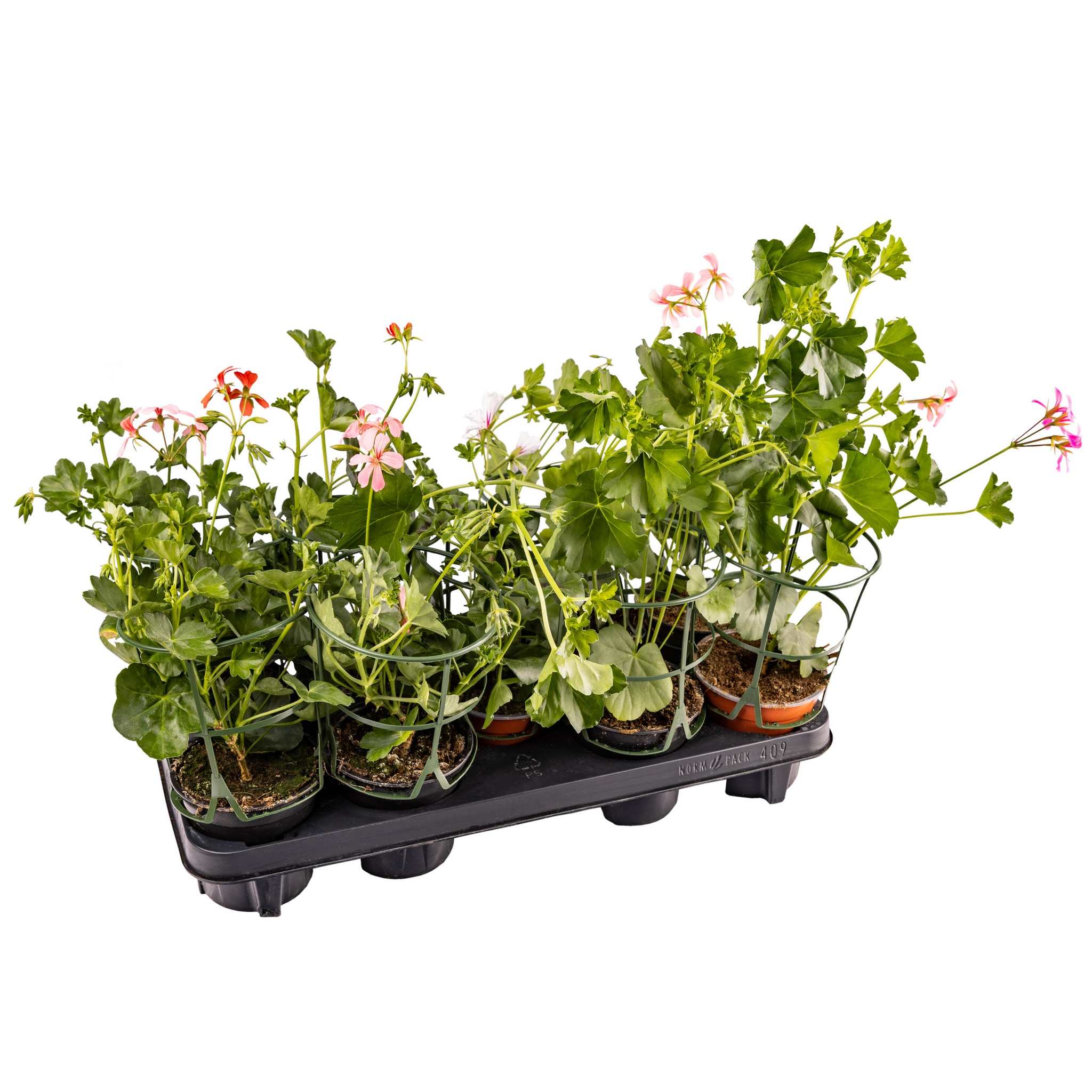 Pelagonium Peltatum Multicolor 12