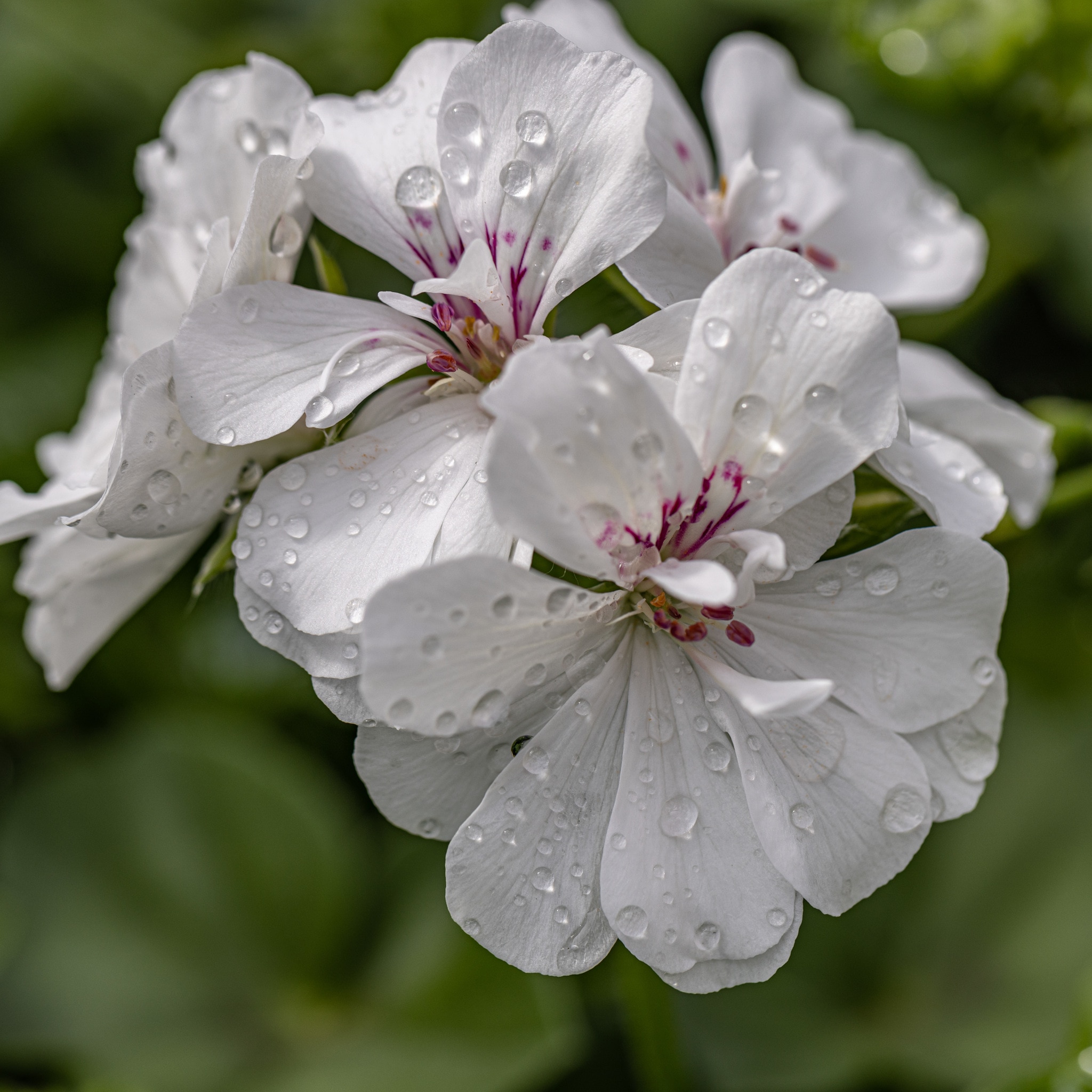 Pelagonium Peltatum Multicolor 12