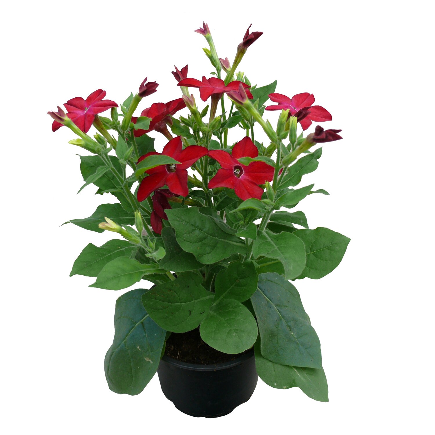 Nicotiana Alata, 9 cm