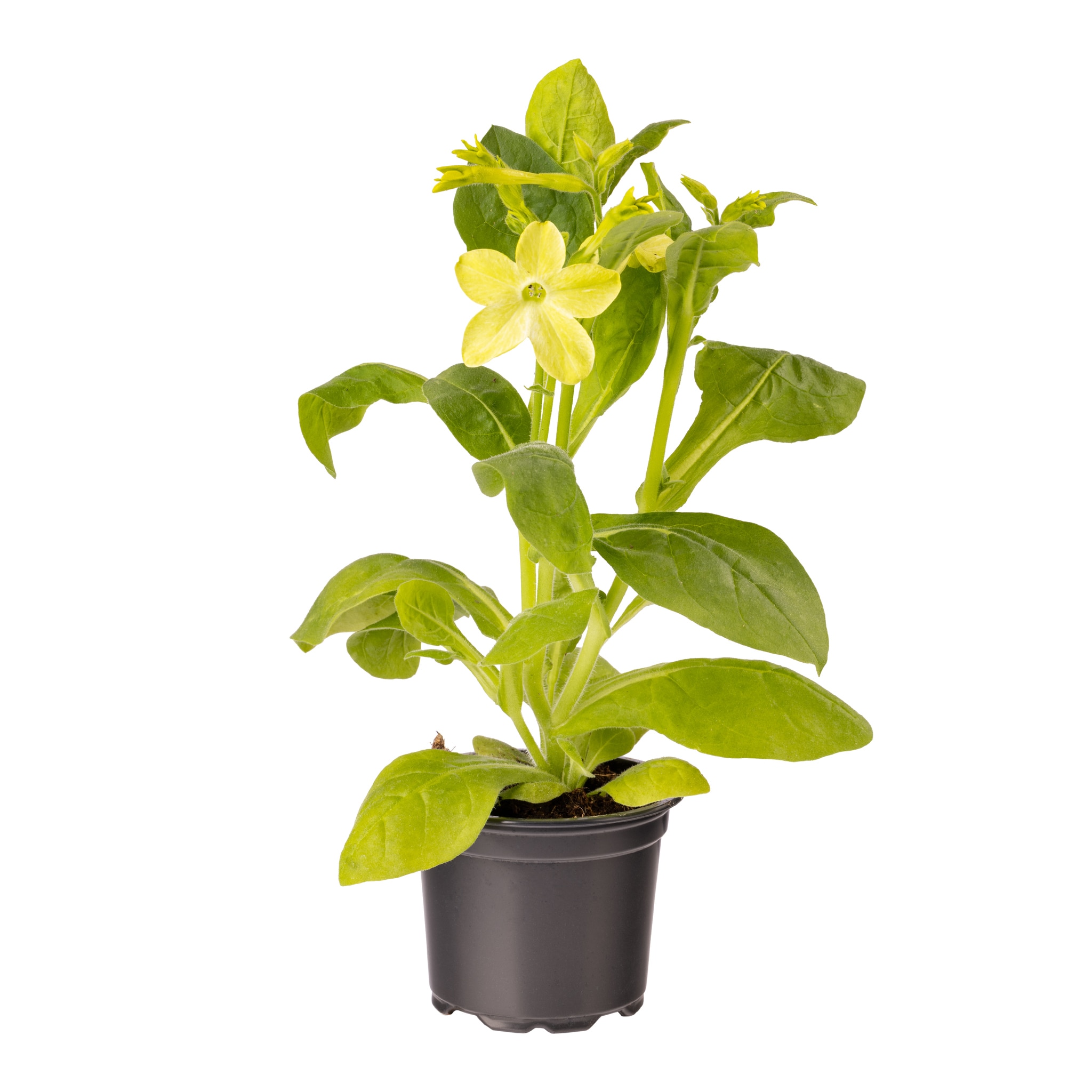 Nicotiana Alata, 9 cm