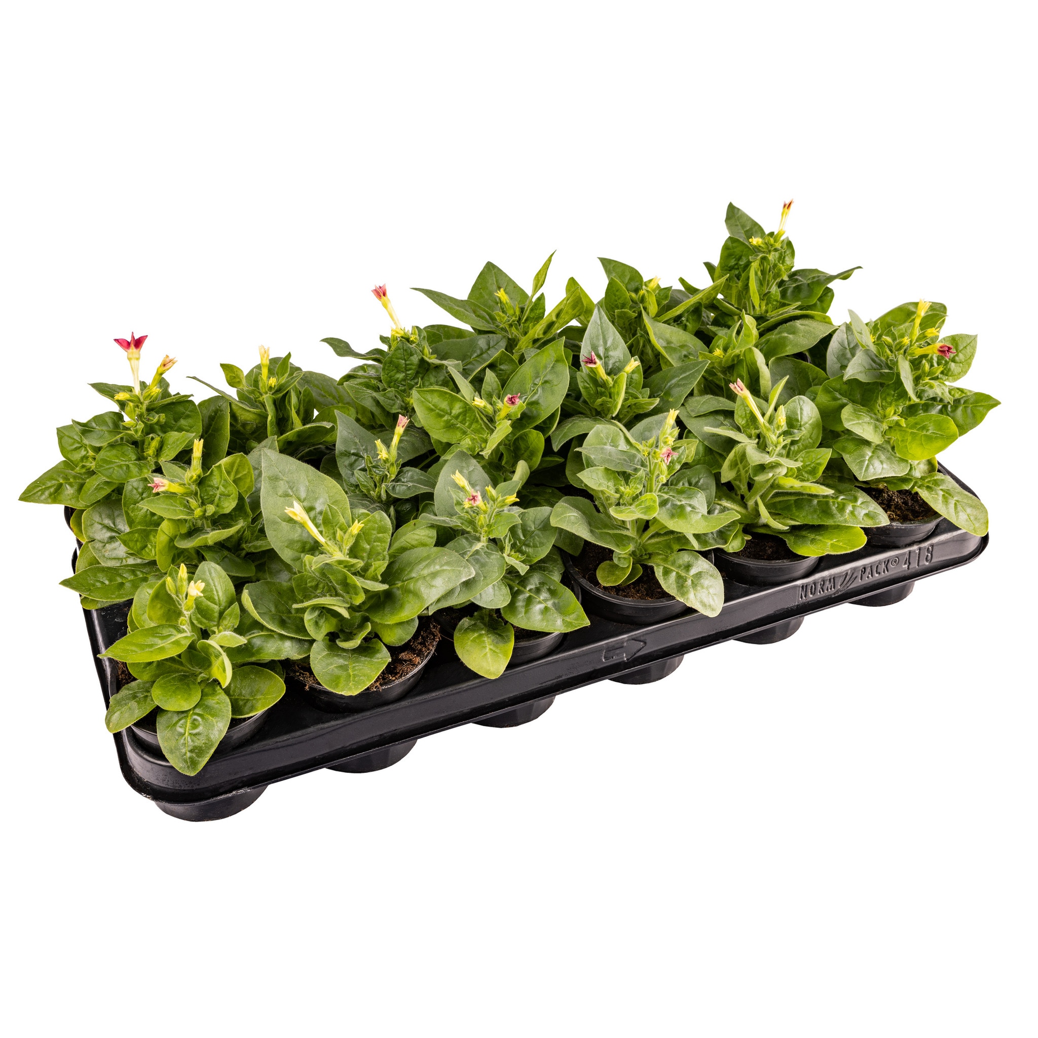 Nicotiana Alata, 9 cm