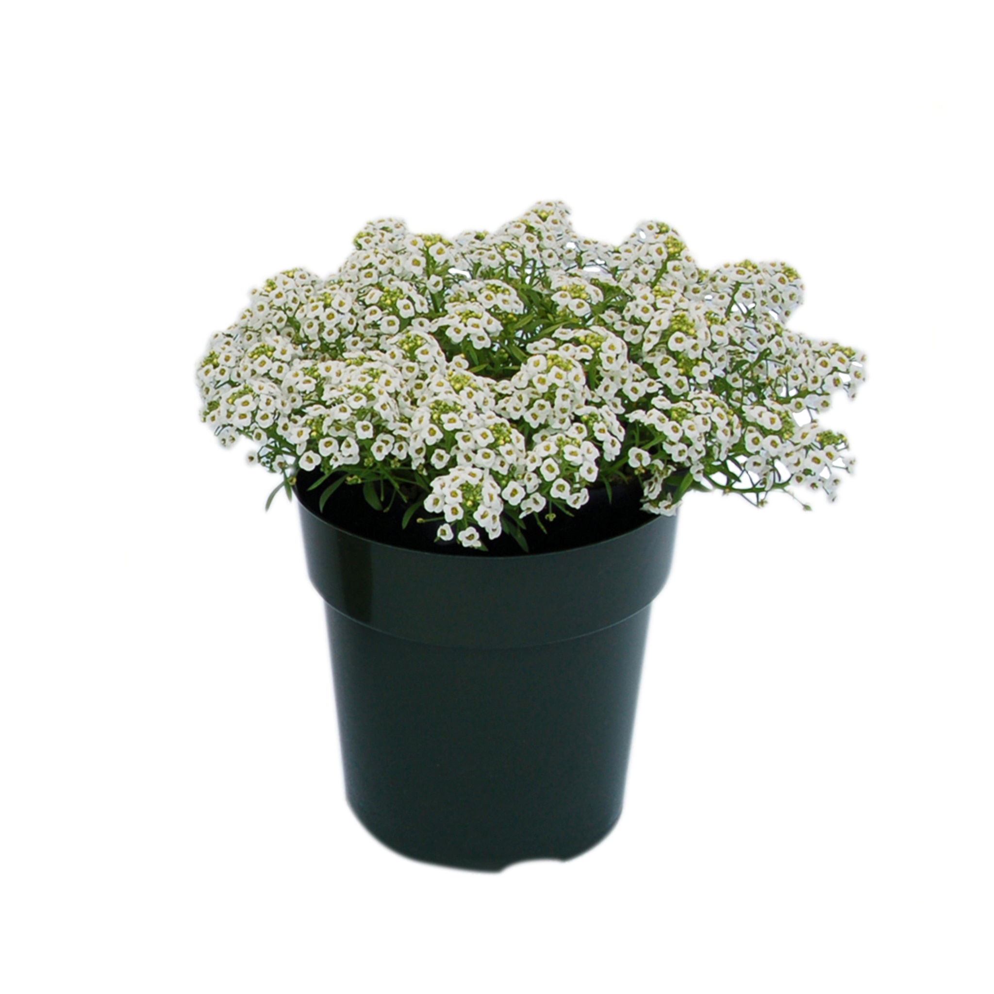 Alyssum, 9 cm