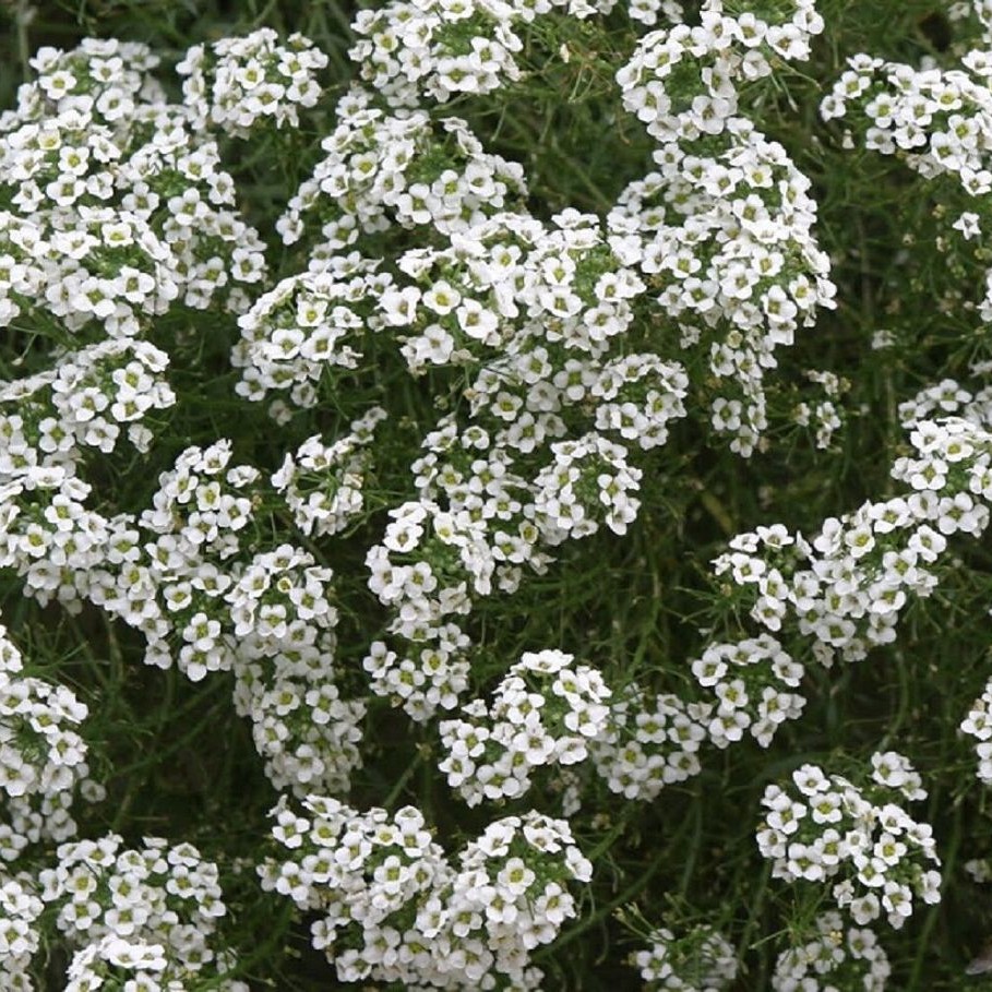 Alyssum, 9 cm