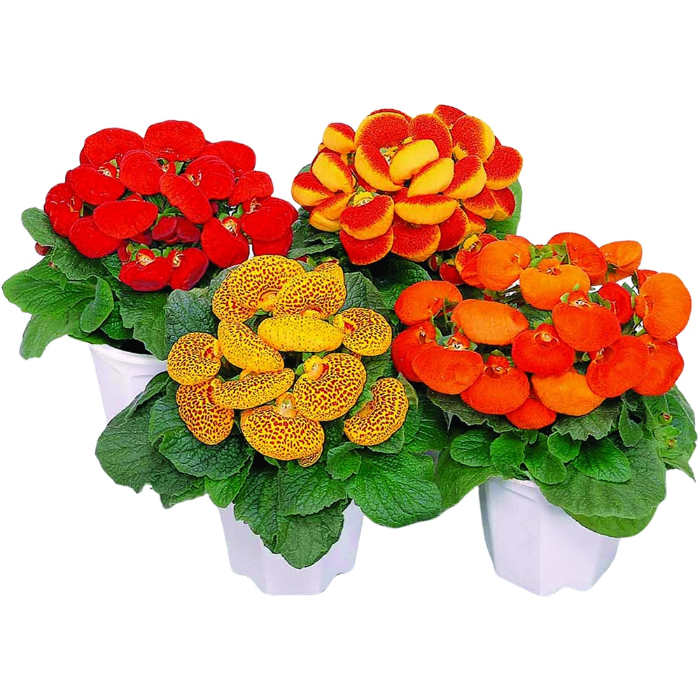 Floare Papuc Calceolaria, 20cm, multicolor