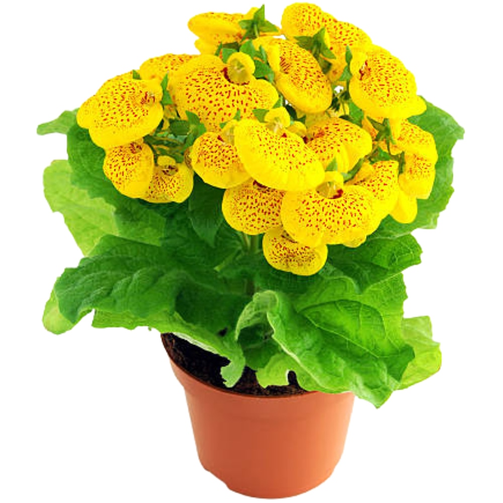 Floare Papuc Calceolaria, 20cm, multicolor