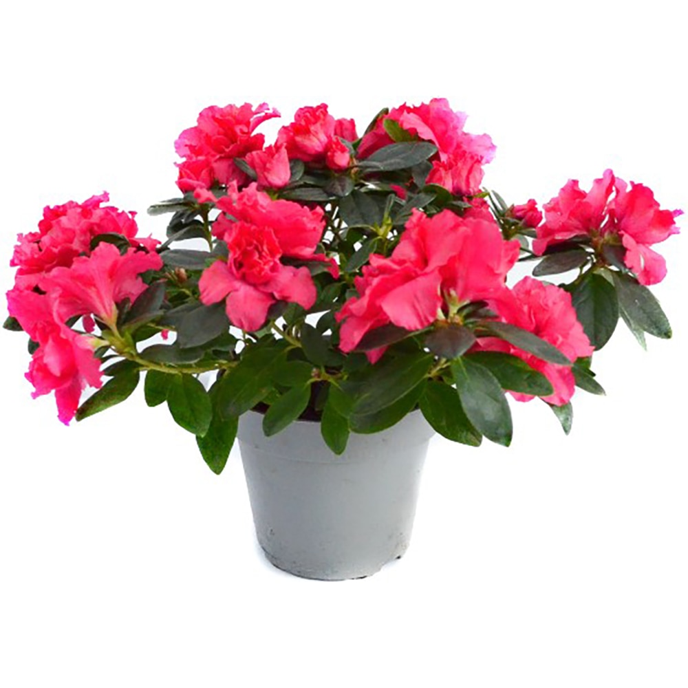 Rhododendron/Azalea, D 13cm