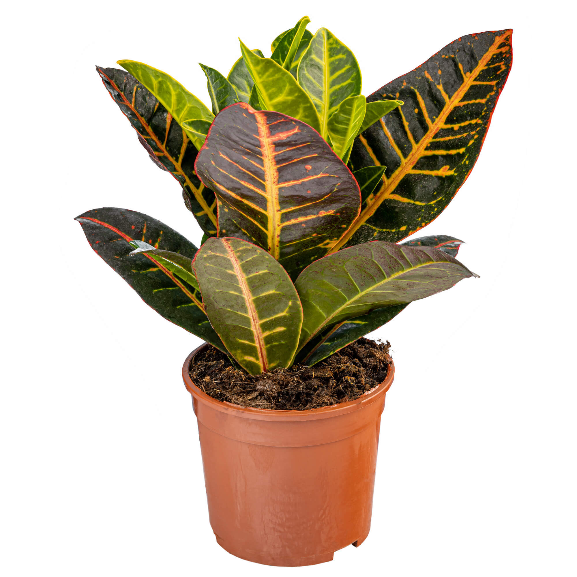 Planta Codiaeum, 17 cm