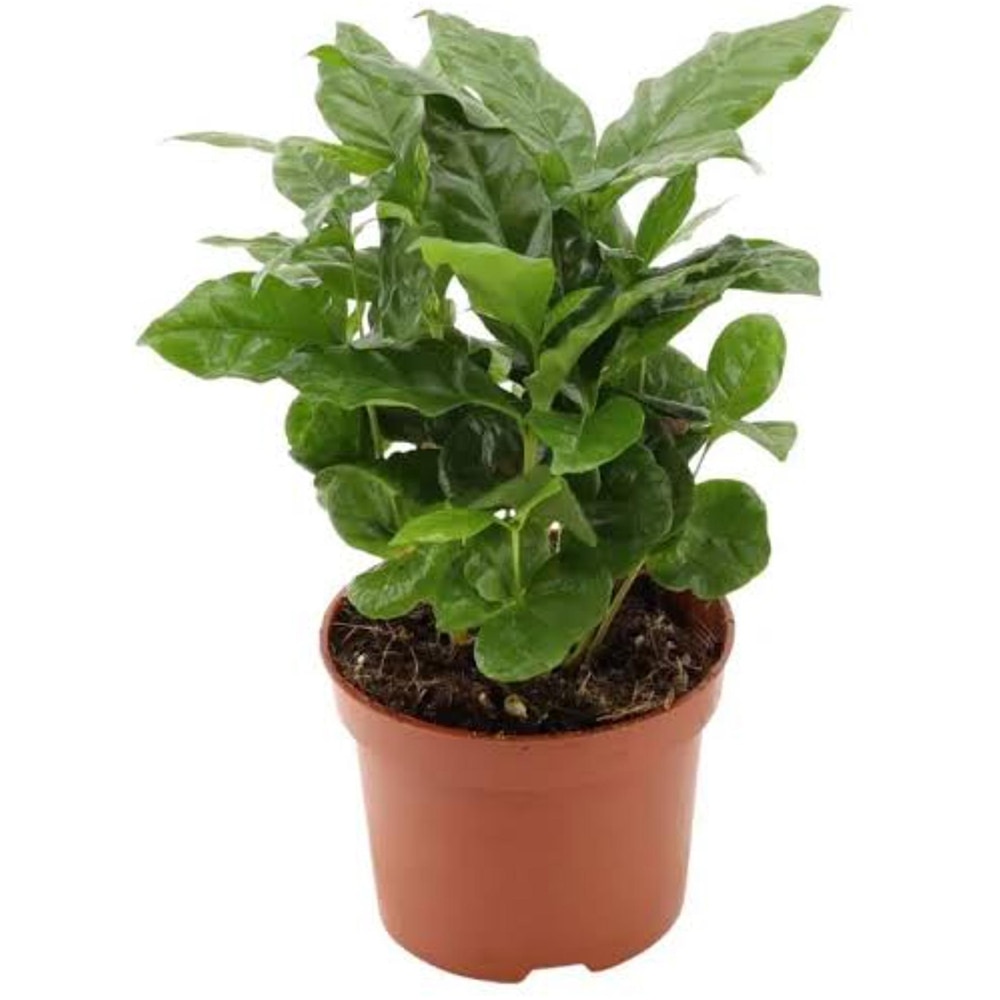 Coffea Arabica, D12 cm, H20 cm