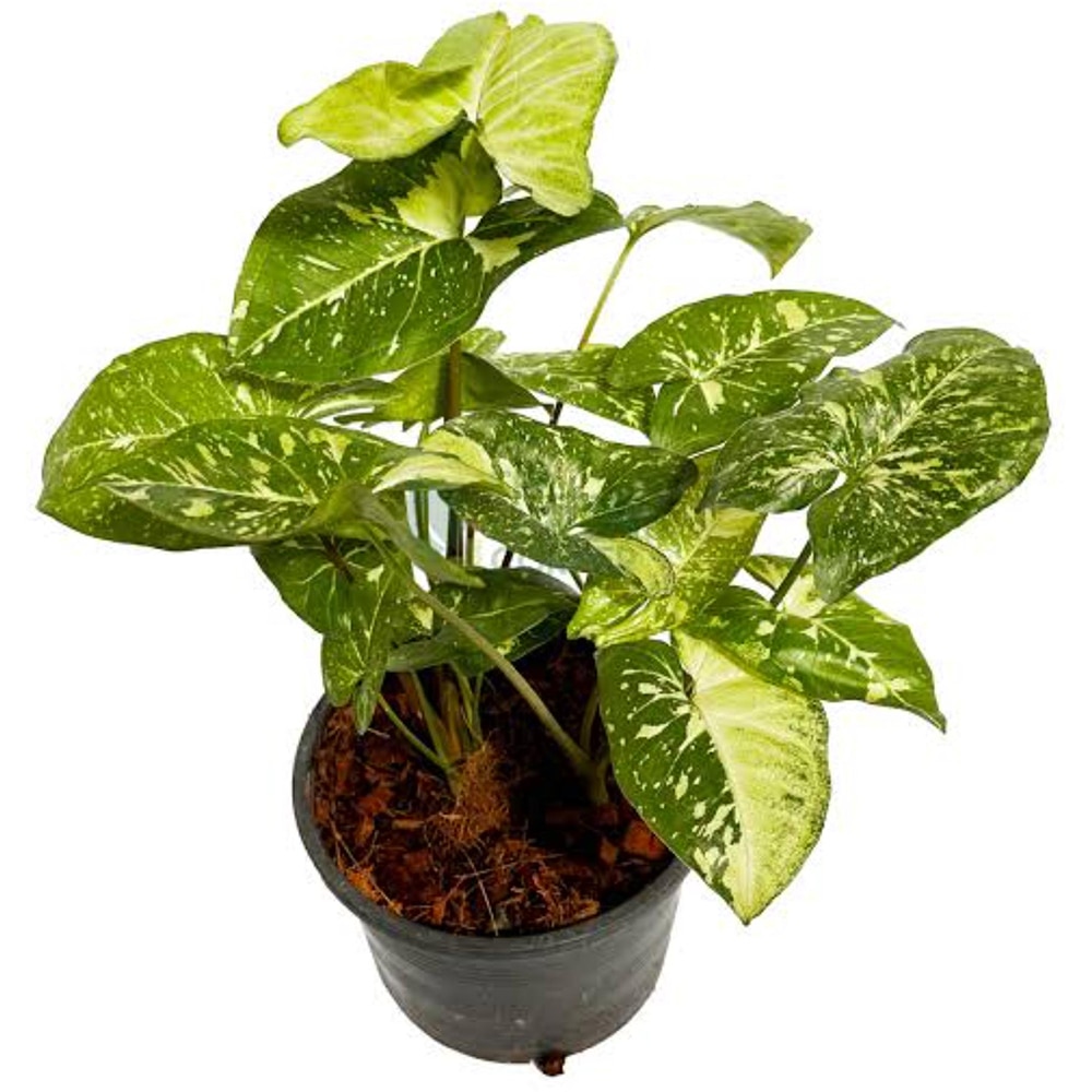 Syngonium, D12 cm, H20 cm