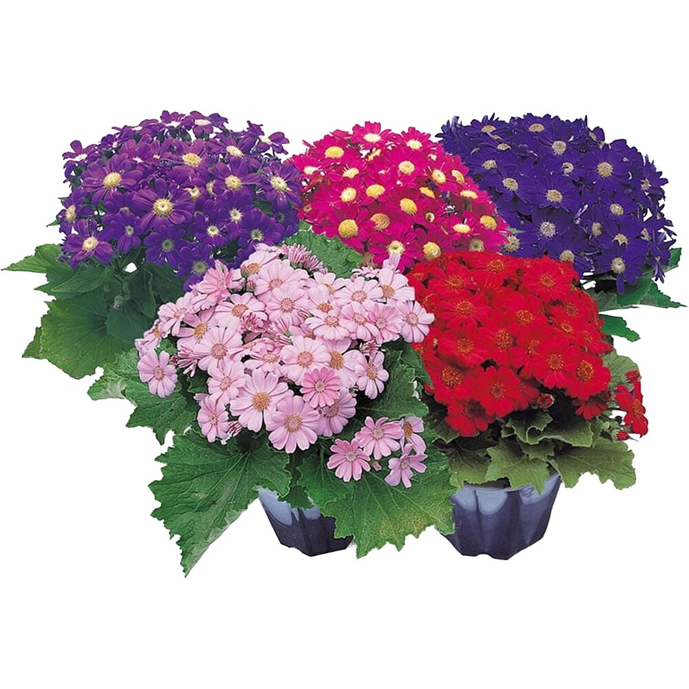 Cinerararia Senecio Cruentus, 20cm, multicolor