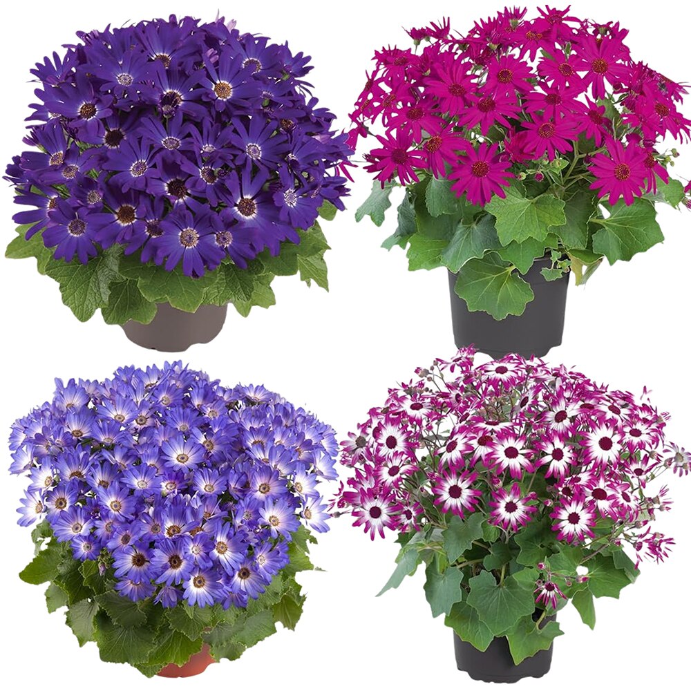 Cinerararia Senecio Cruentus, 20cm, multicolor