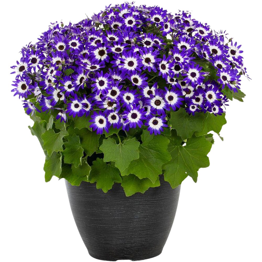 Cinerararia Senecio Cruentus, 20cm, multicolor