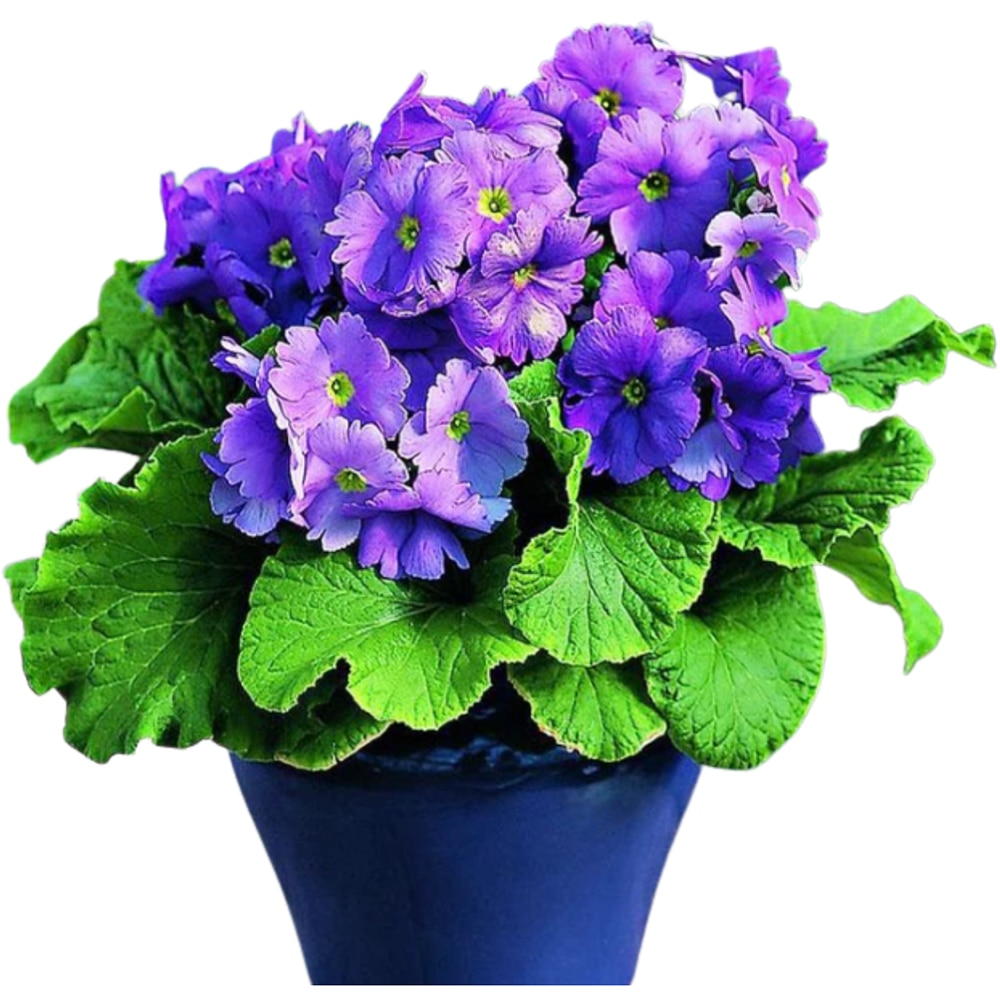 Primula Obconica, 20cm, multicolor