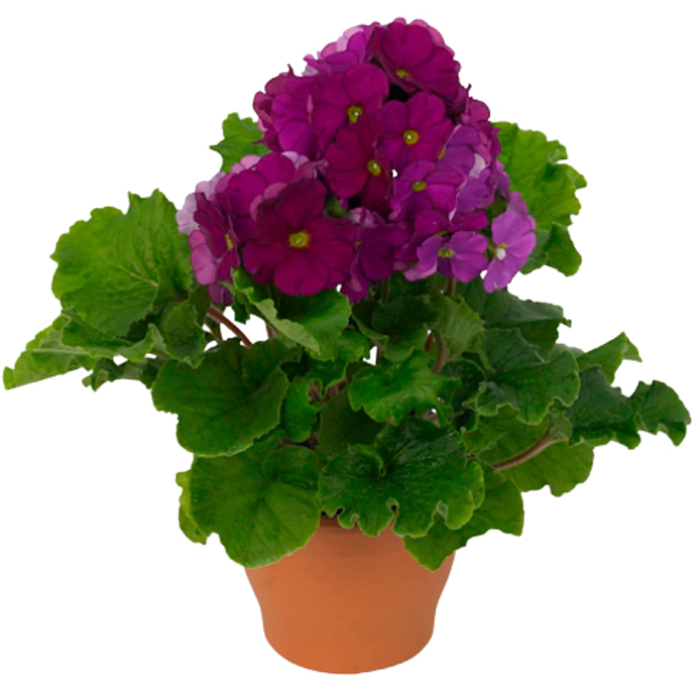 Primula Obconica, 20cm, multicolor