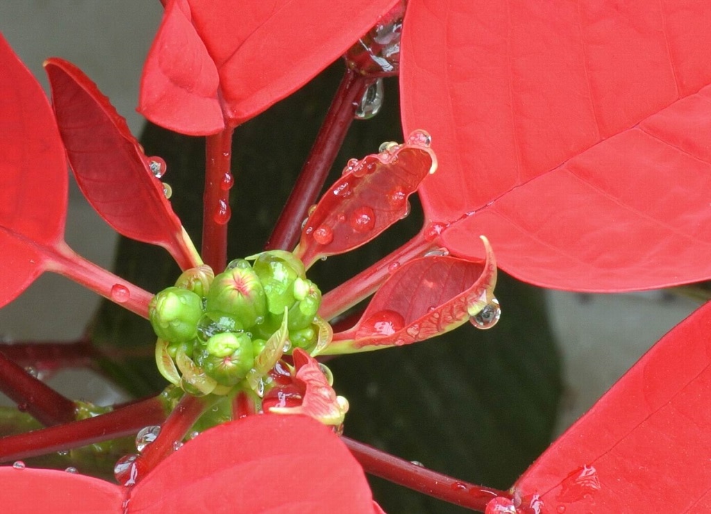 Craciunita, in ghiveci, 10 cm
