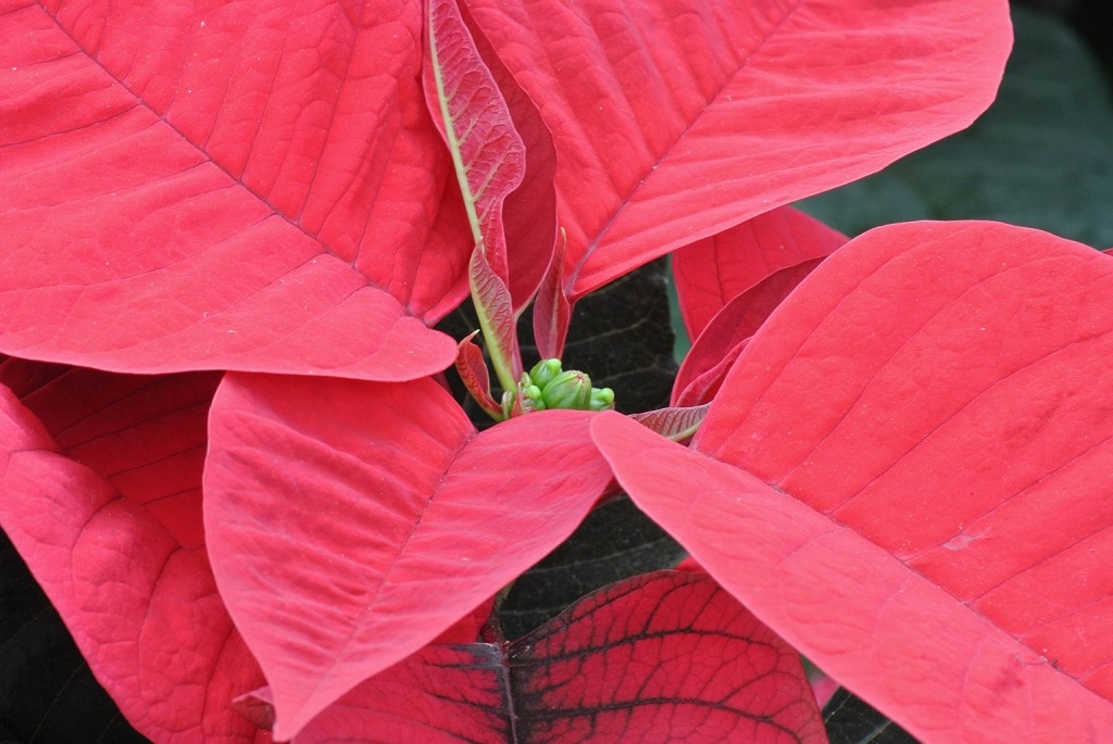 Craciunita, in ghiveci, 10 cm